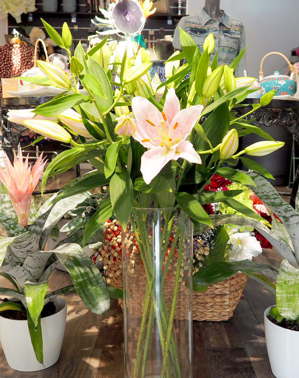 hana-floristeria-plantas-boadilla-del-monte-600x760